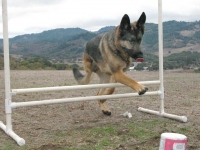 Three Legged GSD Wyatt Jumps Hurdle