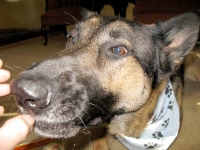 Wyatt Ray Tripawds Nutrition Quality Assurance Dawg