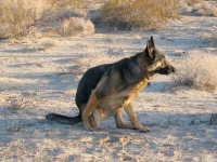 Yes, three legged dogs can go potty!