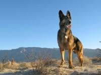 Wyatt on Patrol in Anza Borrego Desert