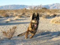 Wyatt on Patrol in Anza Borrego Desert