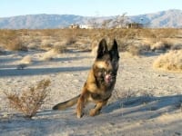 Wyatt on Patrol in Anza Borrego Desert
