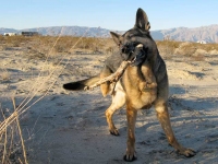 Wyatt on Patrol in Anza Borrego Desert