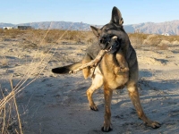 Wyatt on Patrol in Anza Borrego Desert