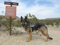 Wyatt on Patrol in EzyDog Harness at Croton Springs Backcountry Camp Site Big Bend TX