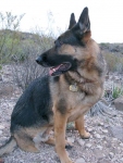 Wyatt at Black Gap Wildlife Management Area Big Bend Texas