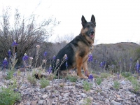 Wyatt at Black Gap Wildlife Management Area Big Bend Texas