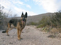 Wyatt at Black Gap Wildlife Management Area Big Bend Texas