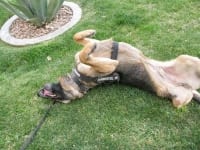 Wyatt Rolls in the Grass at Marathon, Texas