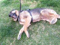 Wyatt Rolls in the Grass at Marathon, Texas