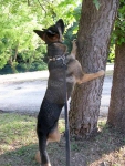 Wyatt Trees a Squirrel at Landa Park