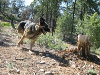Wyatt in Dixie National Forest, Utah