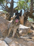 Wyatt in Dixie National Forest, Utah