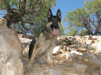 Wyatt in Dixie National Forest, Utah