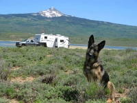 Wyatt Watches over Tripawds HQ