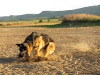 Wyatt runs at Miramonte Lake, Colorado