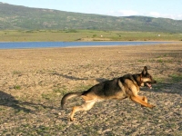 Wyatt runs at Miramonte Lake, Colorado