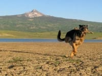 Wyatt runs at Miramonte Lake, Colorado