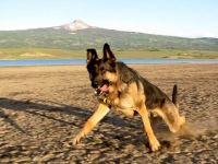 Wyatt runs at Miramonte Lake, Colorado