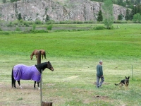 Wyatt in training by horses at Vickers Ranch