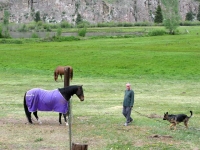 Wyatt in training by horses at Vickers Ranch