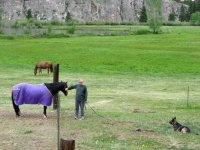 Wyatt in training by horses at Vickers Ranch