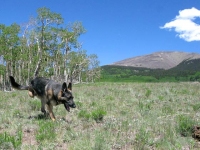 Wyatt helps gather wood at the Upper Ranch