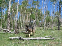 Wyatt helps gather wood at the Upper Ranch