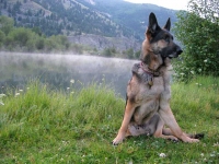 Wyatt on Patrol at Vickers Ranch