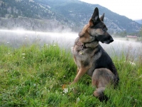 Wyatt on Patrol at Vickers Ranch