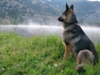 Wyatt on Patrol at Vickers Ranch