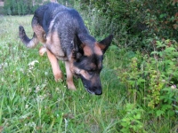 Wyatt on Patrol at Vickers Ranch