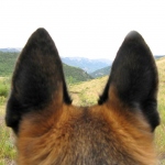 Wyatt watching over Vickers Ranch