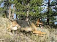 Three Legged GSDTripawds Spokesdog Wyatt Ray