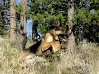 Three Legged GSDTripawds Spokesdog Wyatt Ray