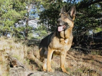 Three Legged GSDTripawds Spokesdog Wyatt Ray