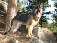 Three Legged GSDTripawds Spokesdog Wyatt Ray