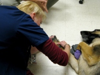 Wyatt vet visit Colorado State University Veterinary Teaching Hospital