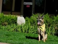 Wyatt vet visit Colorado State University Veterinary Teaching Hospital