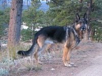 Wyatt in Ruffwear Front Range Harness