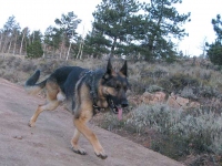 Wyatt running in Ruffwear Front Range Harness