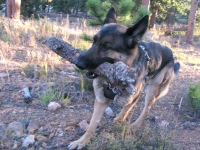 Wyatt runs with big stick.