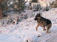 Wyatt enjoys last snow for the season!