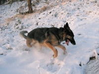 Wyatt enjoys last snow for the season!