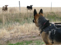 Wyatt watches pigs at Diggin Dust Heritage Hog Farm