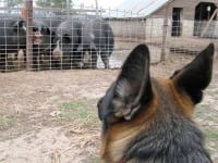 Wyatt watches pigs at Diggin Dust Heritage Hog Farm