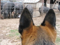 Wyatt watches pigs at Diggin Dust Heritage Hog Farm