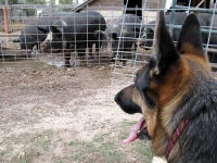 Wyatt watches pigs at Diggin Dust Heritage Hog Farm