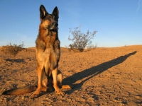 Wyatt watches over The Slabs