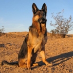 Wyatt at Slab City